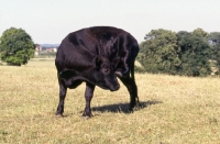 Picture of young aberdeen angus bull scratching head with his hind hoof