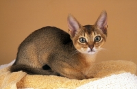 Picture of young abyssinian kitten