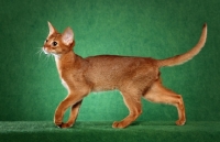 Picture of young Abyssinian