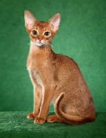 Picture of young Abyssinian