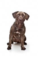 Picture of young adult Dogo Canario front view