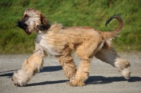 Picture of young Afghan Hound