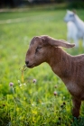 Picture of young Alpine goat kid grazing on clover in green pasture