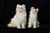 Picture of young and adult American Curl cat