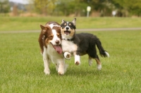 Picture of young and adult border collie playing