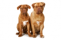 Picture of young and adult Dogue de Bordeaux