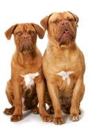 Picture of young and adult Dogue de Bordeaux