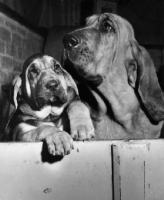 Picture of young and older Bloodhound