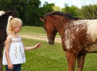 Picture of young Appaloosa horse and girl