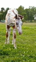 Picture of young Appaloosa horse in field
