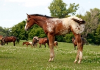 Picture of young Appaloosa horse side view