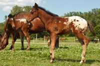 Picture of young Appaloosa horse