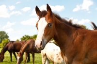 Picture of young Appaloosa looking at camera