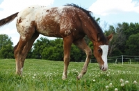 Picture of young Appaloosa walking in field