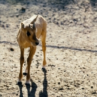 Picture of young arabian oryx in phoenix zoo