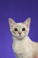 Picture of young Australian Mist cat on periwinkle background