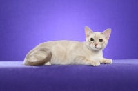 Picture of young Australian Mist cat on periwinkle background