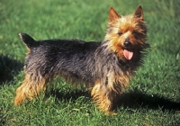 Picture of young australian terrier