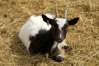 Picture of young Bagot goat lying on straw