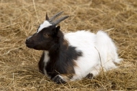 Picture of young Bagot goat