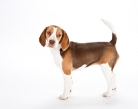 Picture of young beagle