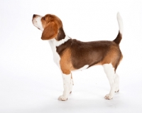 Picture of young beagle