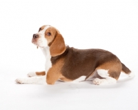 Picture of young beagle