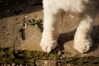 Picture of young Bearded Collie legs