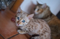 Picture of Young bengal cat looking aggressive while guarding food