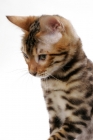 Picture of young Bengal cat, looking down