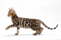 Picture of young Bengal cat, one leg up