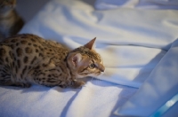 Picture of Young Bengal cat prowling