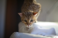 Picture of young Bengal cat prowling