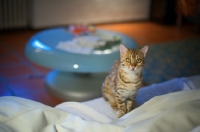 Picture of young Bengal cat sitting on white couch