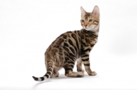 Picture of young Bengal cat, standing