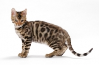 Picture of young Bengal cat, walking