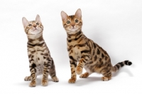 Picture of young Bengal cat, walking