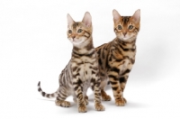 Picture of young Bengal cats standing