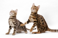 Picture of young Bengal cats