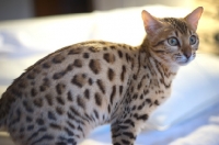 Picture of young Bengal cat