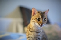 Picture of young Bengal cat