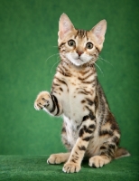 Picture of young Bengal on green background