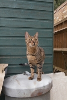 Picture of young Bengal standing in front of green shed outside