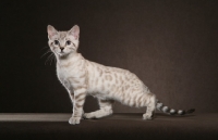 Picture of young Bengal