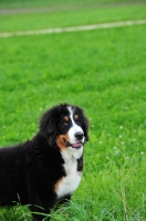 Picture of young Bernese Mountain Dog (aka Berner Sennenhund)