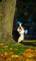 Picture of young Bernese Mountain Dog behind tree