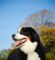 Picture of young Bernese Mountain Dog head study