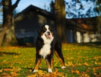 Picture of young Bernese Mountain Dog in autumnal garden