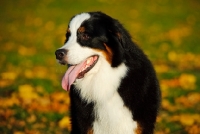 Picture of young Bernese Mountain Dog in autumn