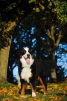 Picture of young Bernese Mountain Dog in autumn